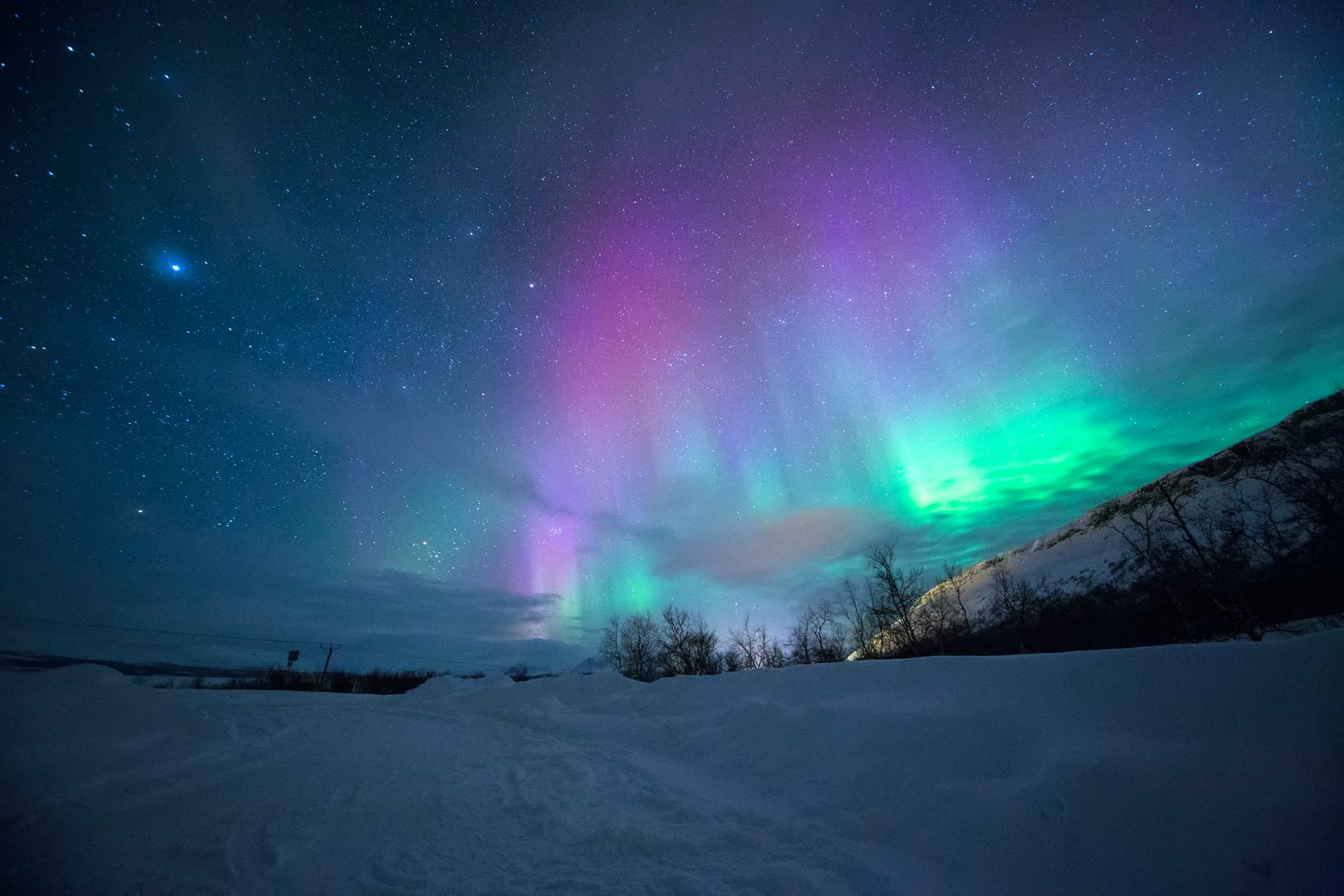 Green and violet northern lights rising over a snow-covered slope and bare trees under a starry night sky